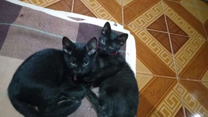 Gato ra a Srd idade 2 a 6 meses nome Não  tem 