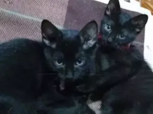 Gato raça Srd idade 2 a 6 meses nome Não  tem 
