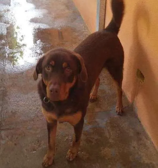 Cachorro ra a Labrador idade 2 anos nome Spyd
