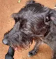 cacau