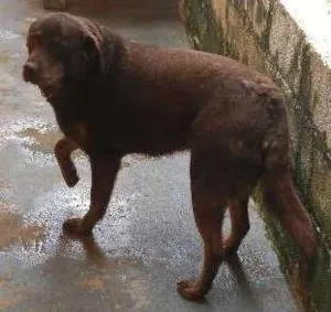 Cachorro raça Labrador idade 2 anos nome Lola e Spyd