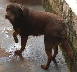 Cachorro ra a Labrador idade 2 anos nome Lola e Spyd