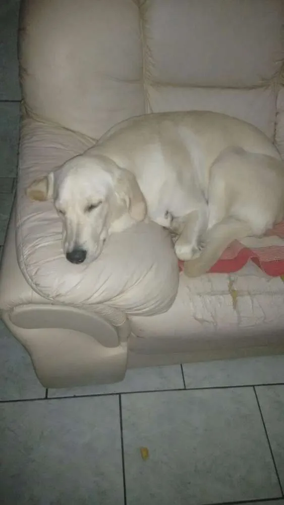 Cachorro ra a Labrador idade 1 ano nome Pandora