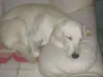 Pandora