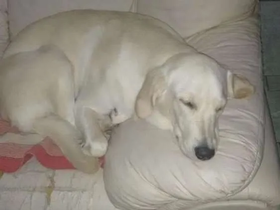 Cachorro ra a Labrador idade 1 ano nome Pandora