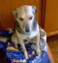 Neguinho GRATIFICA