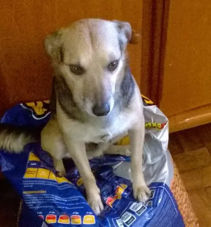 Cachorro ra a Vira-lata idade 6 ou mais anos nome Neguinho GRATIFICA