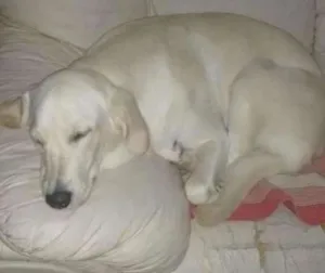 Cachorro raça Labrador idade 1 ano nome Pandora