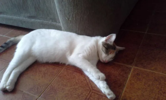 Gato ra a  idade 2 a 6 meses nome Ainda não tem nome