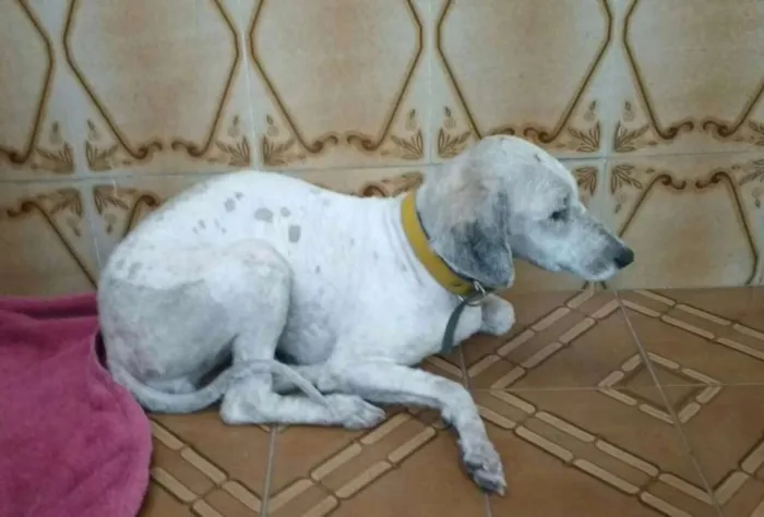 Cachorro ra a SRD idade 2 anos nome Sem Nome