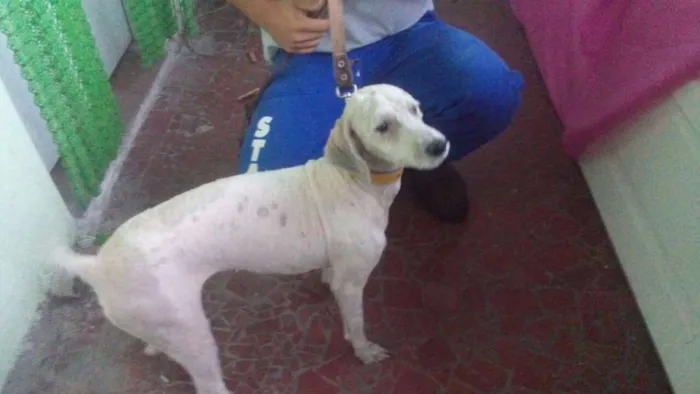 Cachorro ra a SRD idade 2 anos nome Sem Nome