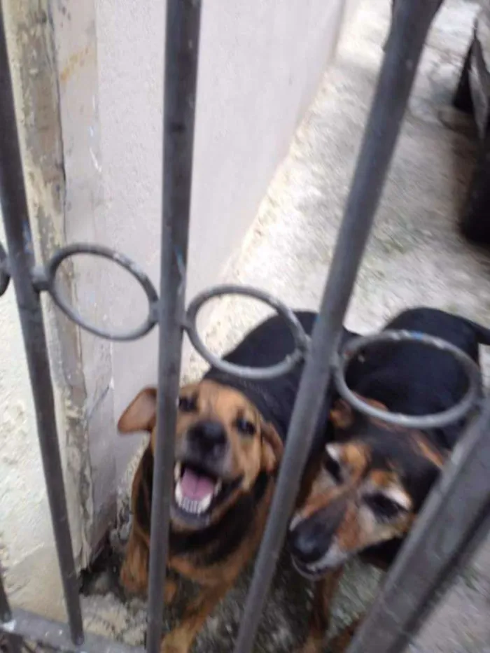 Cachorro ra a Sem raça definida idade 6 ou mais anos nome Flor/ Sophia/ Cookie