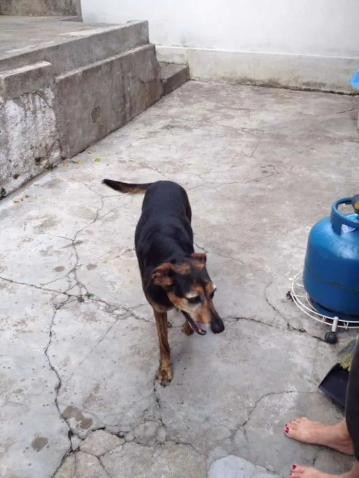 Cachorro ra a Sem raça definida idade 6 ou mais anos nome Flor/ Sophia/ Cookie