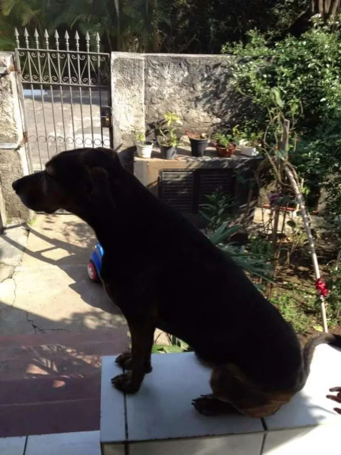 Cachorro ra a Sem raça definida idade 6 ou mais anos nome Flor/ Sophia/ Cookie
