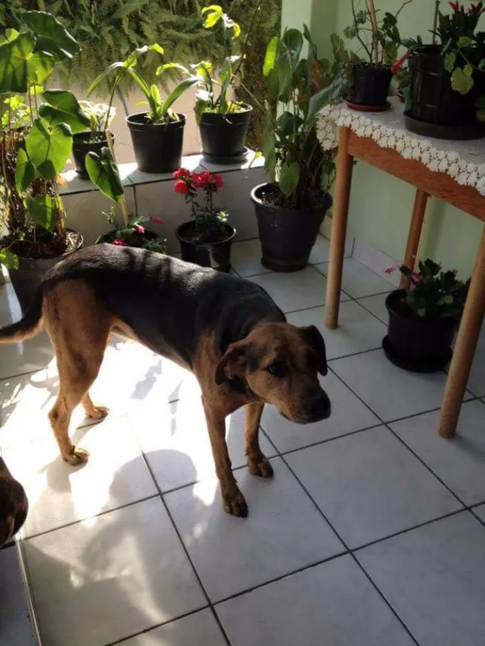 Cachorro ra a Sem raça definida idade 6 ou mais anos nome Flor/ Sophia/ Cookie