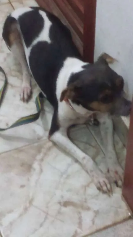 Cachorro ra a paulistinha idade 3 anos nome duli