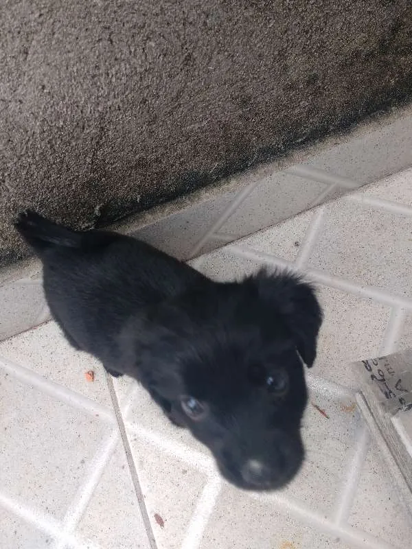 Cachorro ra a Não sei idade 2 a 6 meses nome Lua
