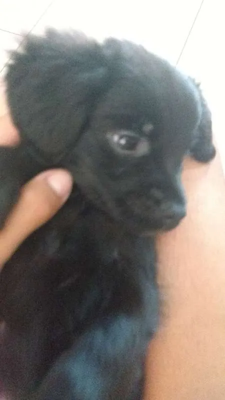 Cachorro ra a Não sei idade 2 a 6 meses nome Lua
