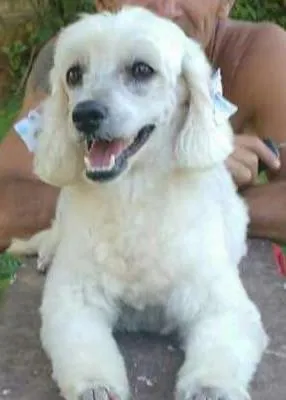 Cachorro ra a Poodle idade 2 anos nome Garoto