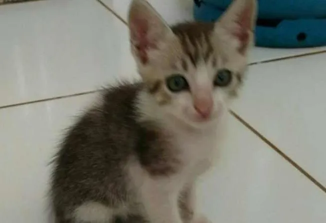 Gato ra a SRD idade Abaixo de 2 meses nome Filhotes