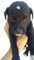 PRETINHA