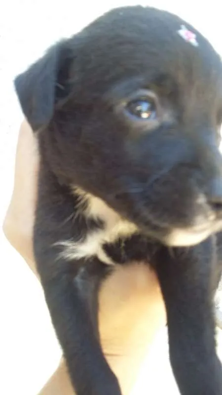 Cachorro ra a VIRA LATA idade Abaixo de 2 meses nome PRETINHA