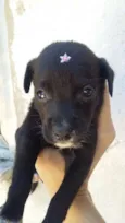 PRETINHA