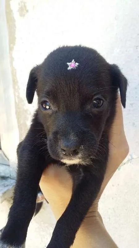 Cachorro ra a VIRA LATA idade Abaixo de 2 meses nome PRETINHA
