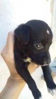 PRETINHA