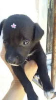 PRETINHA