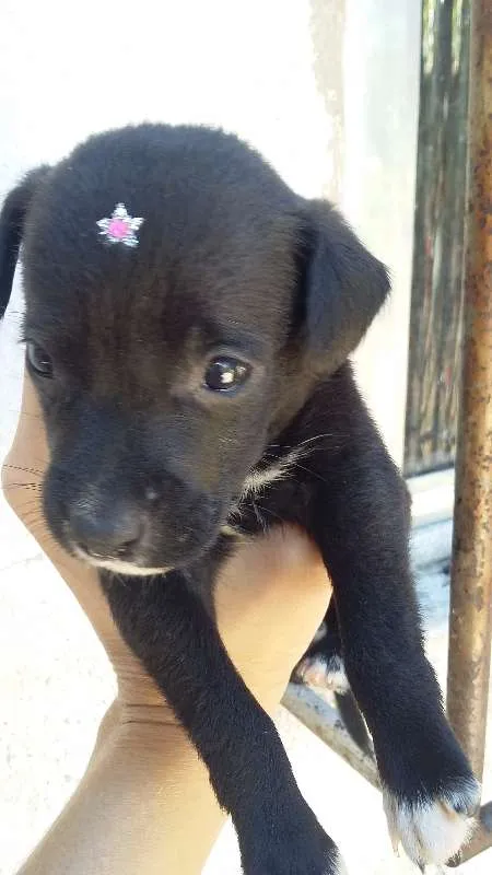 Cachorro ra a VIRA LATA idade Abaixo de 2 meses nome PRETINHA