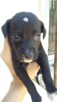 PRETINHA