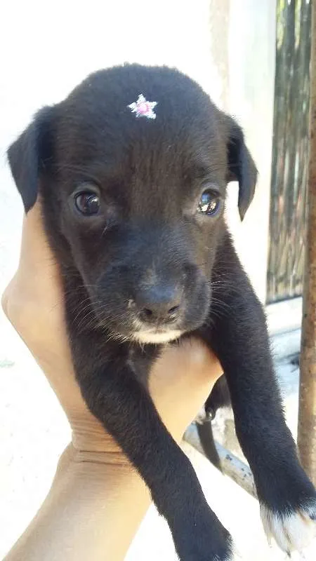Cachorro ra a VIRA LATA idade Abaixo de 2 meses nome PRETINHA