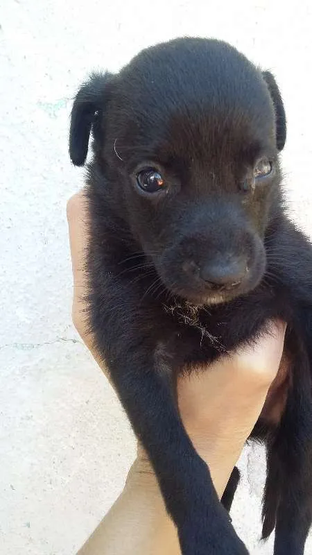 Cachorro ra a VIRA LATA idade Abaixo de 2 meses nome PRETINHO 1
