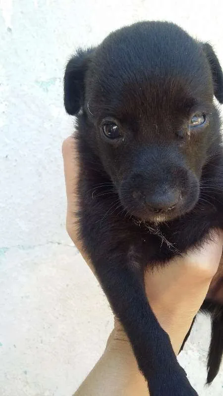 Cachorro ra a VIRA LATA idade Abaixo de 2 meses nome PRETINHO 1