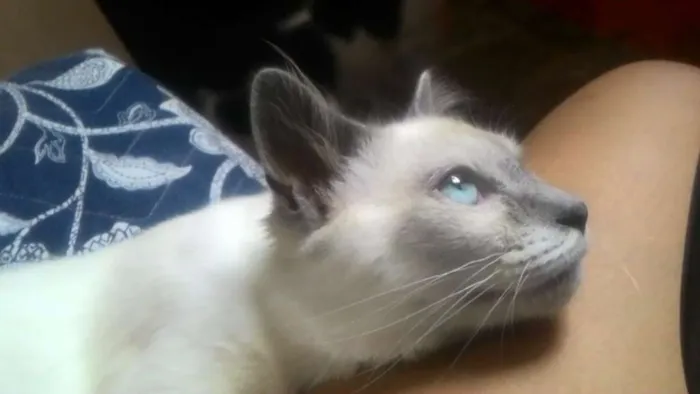 Gato ra a mestiço de ragdool idade 7 a 11 meses nome sheldon