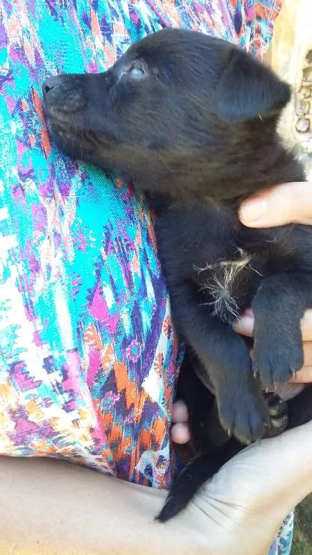 Cachorro ra a VIRA LATA idade  nome PRETINHO 2