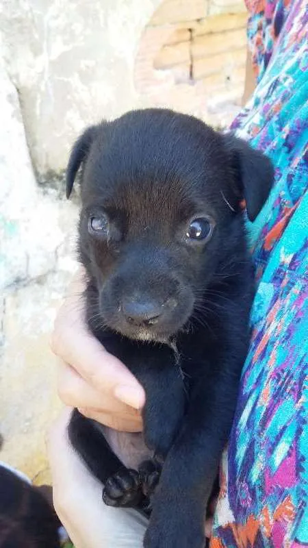 Cachorro ra a VIRA LATA idade  nome PRETINHO 2