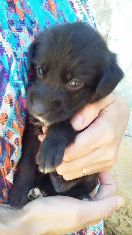Cachorro ra a VIRA LATA idade Abaixo de 2 meses nome PRETINHO 3