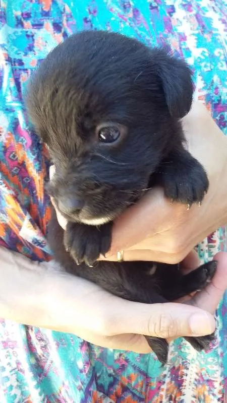 Cachorro ra a VIRA LATA idade Abaixo de 2 meses nome PRETINHO 3