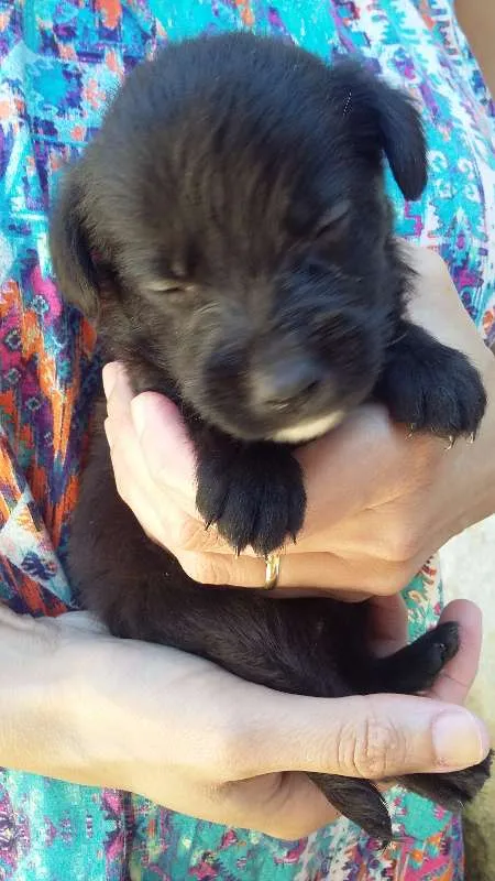 Cachorro ra a VIRA LATA idade Abaixo de 2 meses nome PRETINHO 3