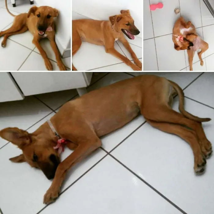 Cachorro ra a SRD idade 7 a 11 meses nome Cristal
