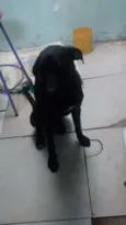 Negão 