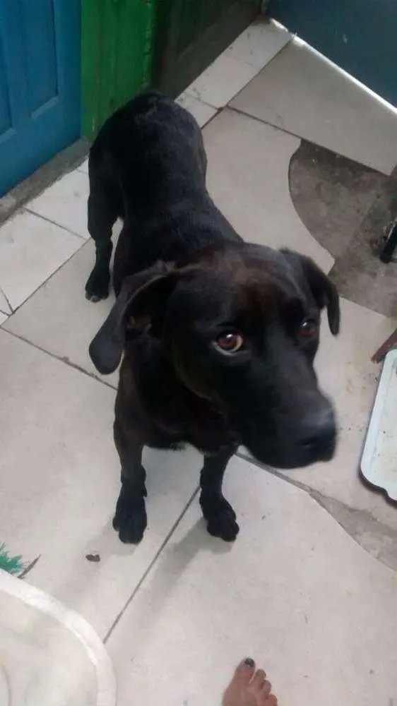 Cachorro ra a Não sei idade 2 anos nome Negão 