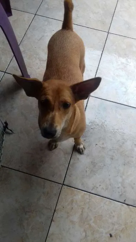 Cachorro ra a SRD idade 1 ano nome Baixinha