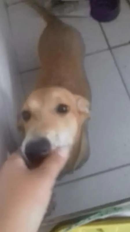 Cachorro ra a SRD idade 1 ano nome Baixinha