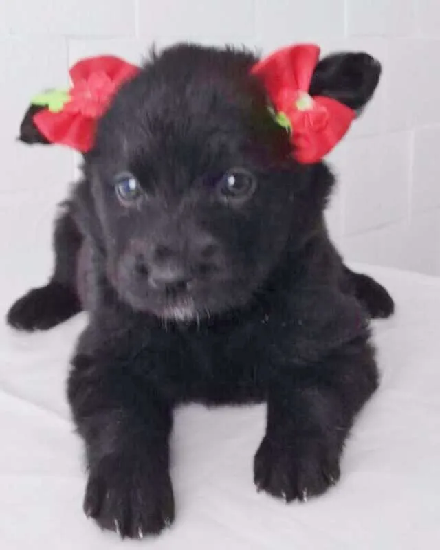 Cachorro ra a SRD idade Abaixo de 2 meses nome NEGUINHA LINDA