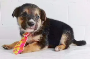 Cachorro raça SRD idade Abaixo de 2 meses nome FOFUCHO