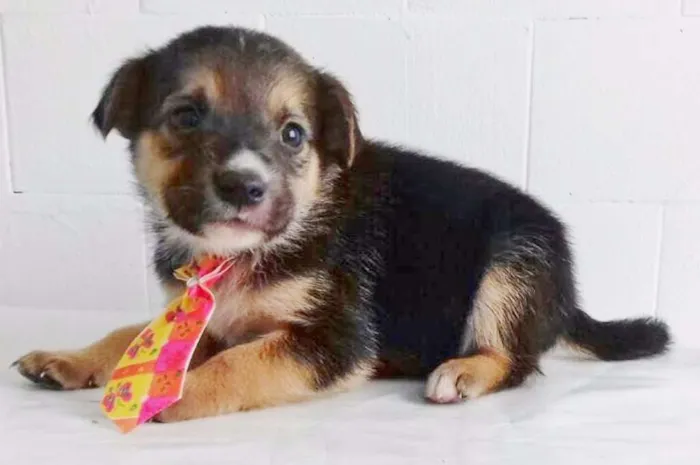 Cachorro ra a SRD idade Abaixo de 2 meses nome FOFUCHO