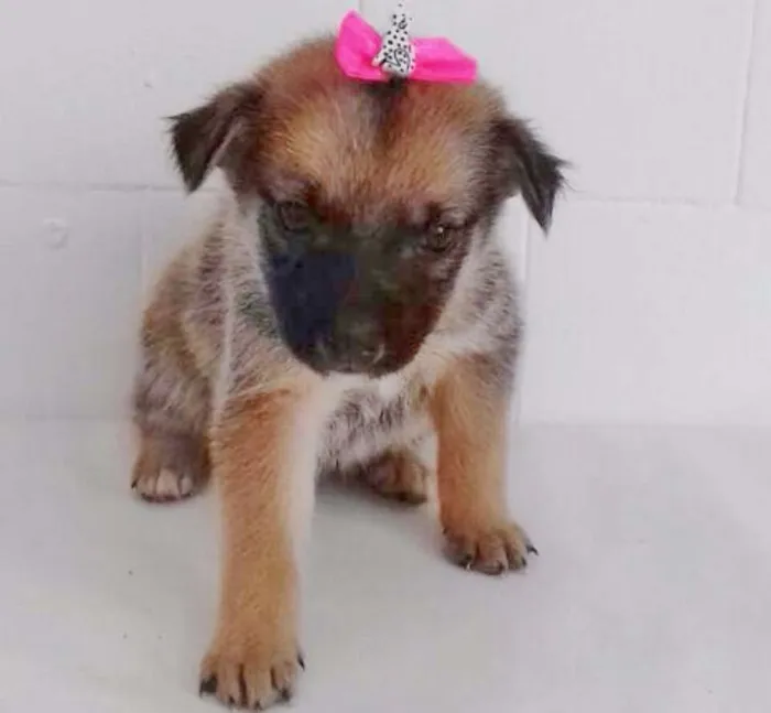 Cachorro ra a SRD idade Abaixo de 2 meses nome FOFURINHA